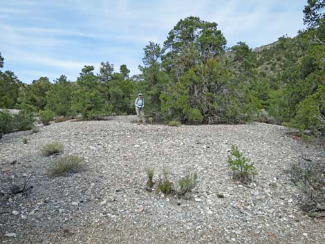 Gold Butte National Monument