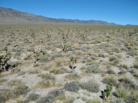 Yucca Forest