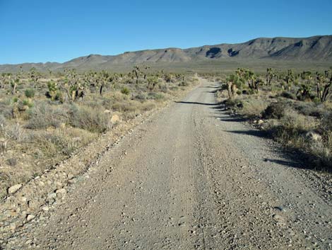 Yucca Forest