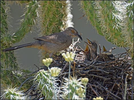 Hassayampa River Preserve