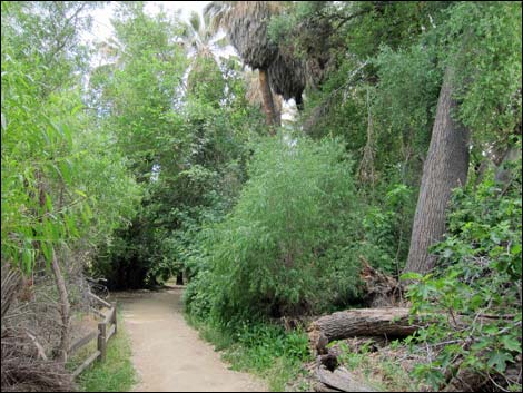 Hassayampa River Preserve