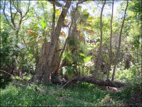 Hassayampa River Preserve