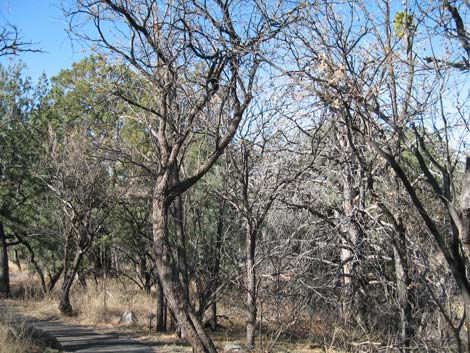 Madera Canyon, Santa Rita Mountains, Arizona