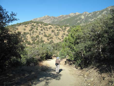 Madera Canyon, Santa Rita Mountains, Arizona