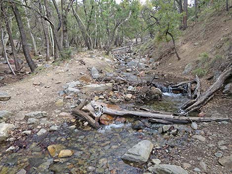 Madera Canyon