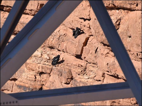 Marble Canyon - Navajo Bridge