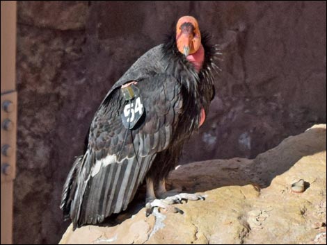 California Condor