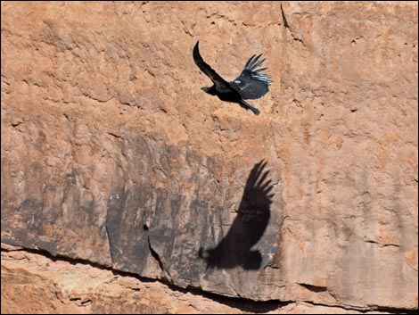 California Condor