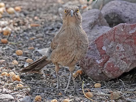 Jasper House Feeders