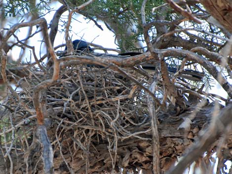 Chiricahua National Monument