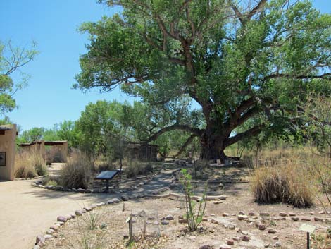 San Pedro Riparian NCA