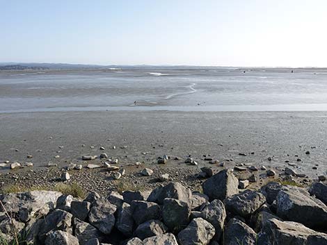 Arcata Marsh