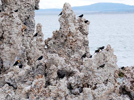 Mono Lake