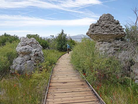 Boardwalk Trail