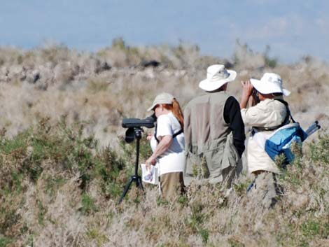 Birding the Salton Sea