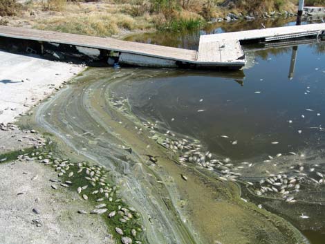 Birding the Salton Sea