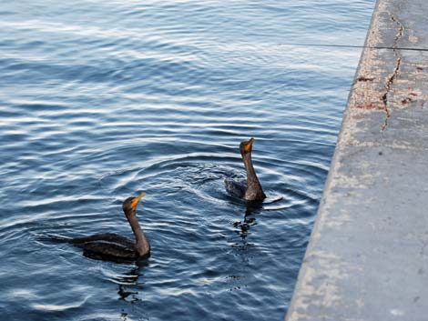 Dunedin, Florida