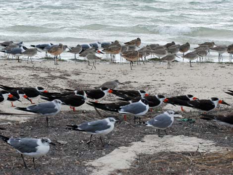 Dunedin, Florida