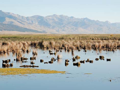 Ruby Marsh National Wildlife Refuge