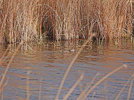 Ruby Marsh National Wildlife Refuge