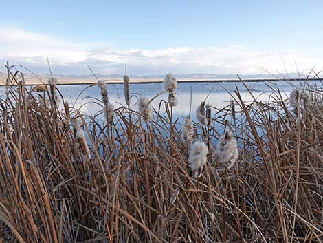 Ruby Marsh National Wildlife Refuge