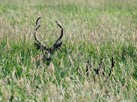 Malheur National Wildlife Refuge