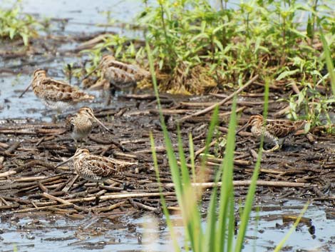 Malheur National Wildlife Refuge