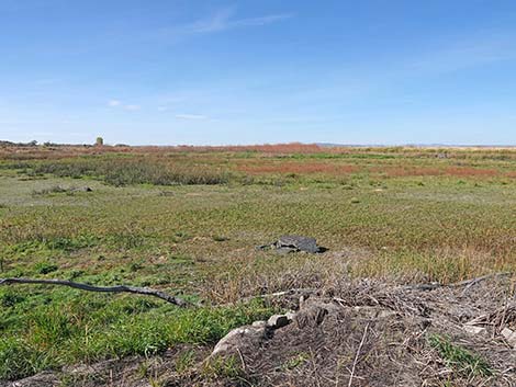 Malheur National Wildlife Refuge