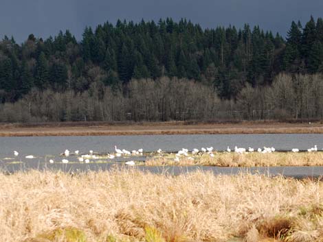 Ridgefield National Wildlife Refuge