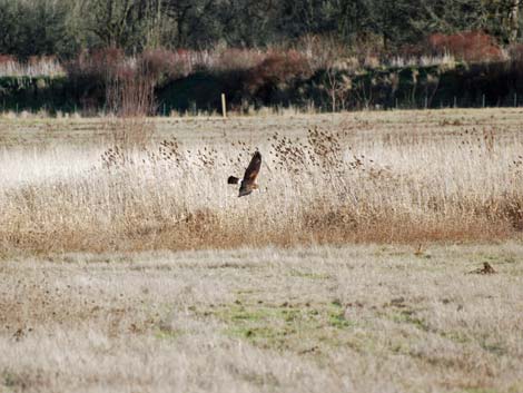 Ridgefield National Wildlife Refuge