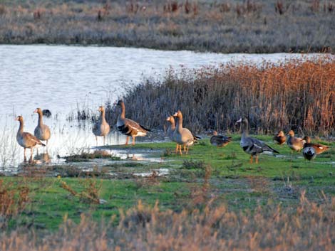 Ridgefield National Wildlife Refuge