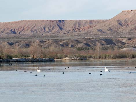 Overton Wildlife Management Area