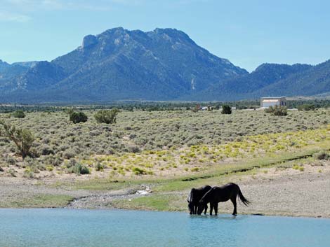 Cold Creek