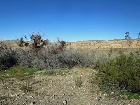 Virgin River Birding