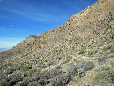 Birding Gold Butte