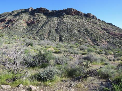 Birding Gold Butte