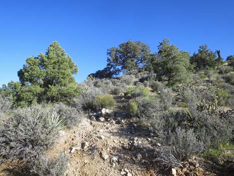 Birding Gold Butte