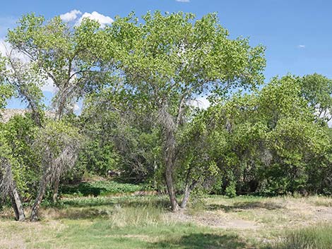 Birding Ash Spring