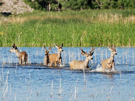 Pahranagat NWR