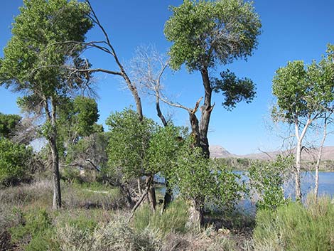 Pahranagat National Wildlife Refuge