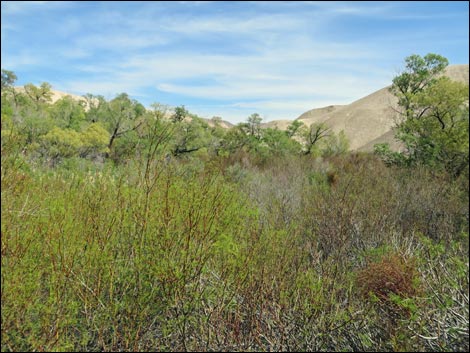 China Ranch