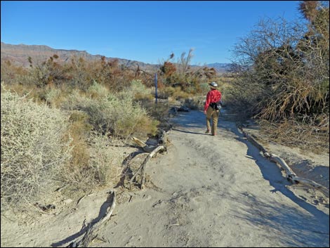 Shoshone Blue Birding Trail