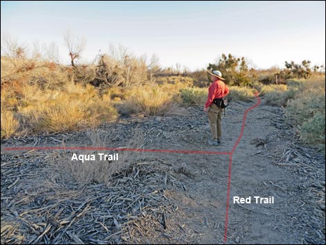 Shoshone Red Birding Trail