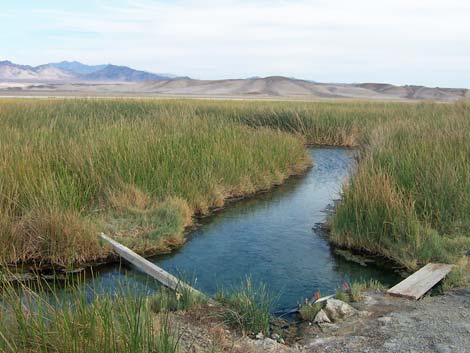 Tecopa Marsh