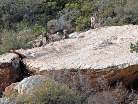 bighorn sheep