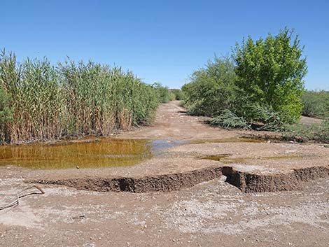 Duck Creek Trails