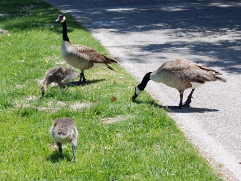 Floyd Lamb Park