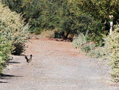 Henderson Bird Viewing Preserve