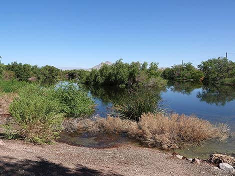 Henderson Bird Viewing Preserve