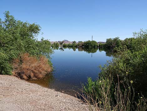 Henderson Bird Viewing Preserve